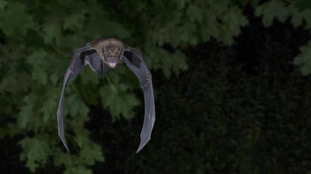 Der Große Abendsegler Nyctalus noctula im Flug auf Suche nach Insekten im Wipfel eines Ahornbaums in Brandenburg.