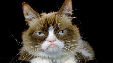ARCHIV - 01.12.2015, USA, Los Angeles: Tardar Sauce genannt «Grumpy Cat», die inzwischen verstorbene US-Katze, die durch ihr stets mürrisches Gesicht 2012 zur Internet-Sensation wurde. (zu dpa «Das Phänomen der «sprechenden Petfluencer»») Foto: Richard Vogel/AP/dpa +++ dpa-Bildfunk +++