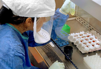 Vom Markt ins Labor. Die aus den Proben isolierten Vogelgrippeviren werden in Eiern vermehrt. Dann wird das Erbgut analysiert.