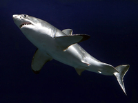 10 Hai Bilder Zum Ausdrucken - Besten Bilder von ausmalbilder