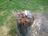 Der Pokal der drei Hasenköpfe ruht auf einem anständigen Holzbock.
