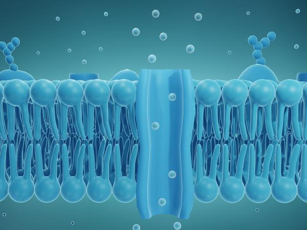 Las partículas cargadas (iones) pueden fluir a través de un canal iónico en la membrana celular.