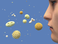 Bald fliegen die Birkenpollen wieder - und machen zusammen mit Coronaviren allergischen Asthmatikern besonders zu schaffen.