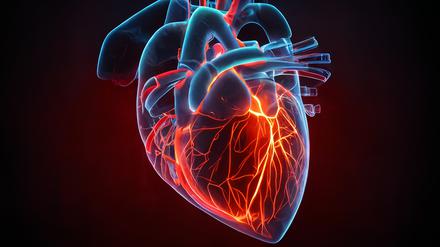 Im Herzen können durch die Infektion in kleinen Arterien, die das Organ mit Blut versorgen, Entzündungen auftreten. Auch bei mild verlaufenden Infektionen kann das Herz betroffen sein.