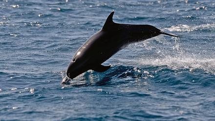 Delfine geraten oft als Beifang in Fischernetze.