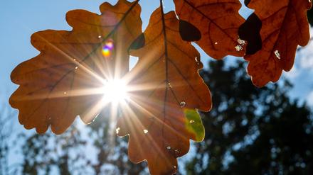 Die Sonne scheint durch die herbstlich gefärbten Blätter einer Eiche in einem Park. 