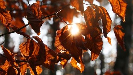 14.11.2022, Berlin: Die untergehende Herbstsonne scheint bei Temperaturen um 10 Grad Celsius durch das Laub von Buchen im Berliner Forst. Nach Angaben der Meteorologen werden die kommenden Tage spürbar kühler und Nachts muss mit Frost gerechnet werden. Foto: Wolfgang Kumm/dpa +++ dpa-Bildfunk +++
