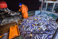 Die deutschen Fischer müssen im kommenden Jahr wesentlich weniger Heringe aus der Ostsee holen.
