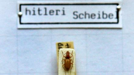 Das Foto zeigt einen Anophthalmus hitleri, einen „Hitler-Käfer“, unter einem Mikroskop in der Zoologischen Staatssammlung in München.