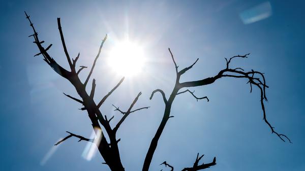 Die Silhouette eines toten Baumes zeichnet sich vor der Sonne ab. +++ dpa-Bildfunk +++