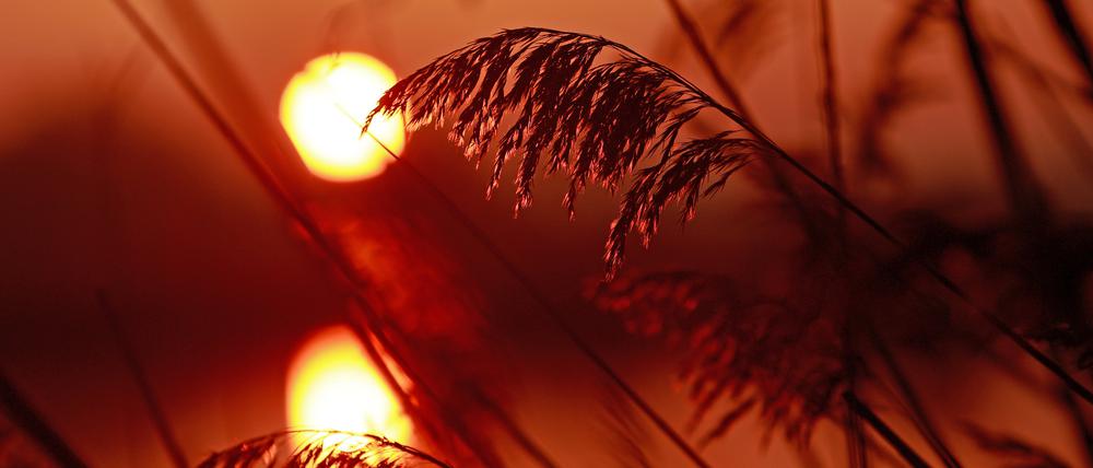 Gräser sind im Licht der Morgensonne an einem Teich der Teichwirtschaft Veckenstedt im Nordharz zu sehen. Europa ist nach Angaben der Europäische Umweltagentur (EEA) der Kontinent, der sich am schnellsten erwärmt. 
