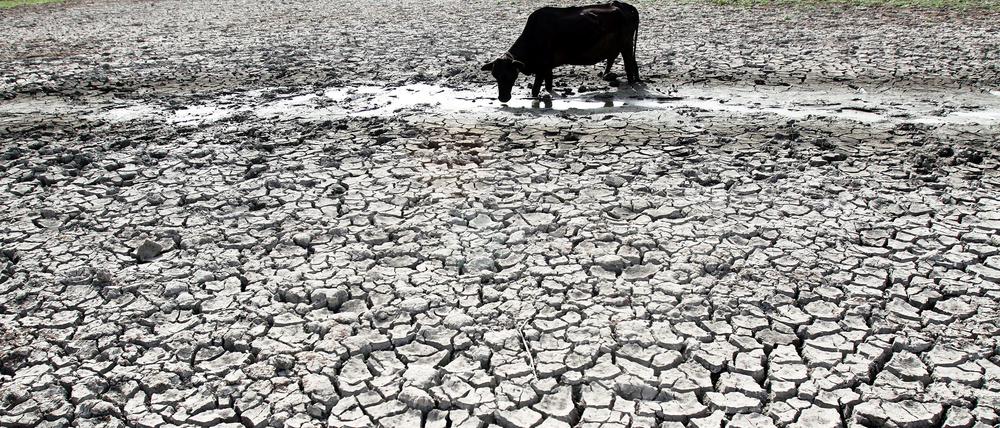 In südasiatischen Ländern wie hier in Indien könnte El Niño zu mehr Dürren führen.
