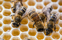 Bedrohte Tierart: In Deutschland gibt es immer weniger Bienenvölker.