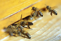 Neonikotinoide gelten als „Bienen-Killer“.