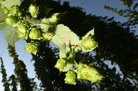 Der Hopfen leidet schwer unter der Hitze dieses Sommers. Die Bierpreise könnten steigen, wenn die Ernte sehr schlecht ausfällt.