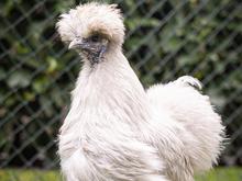„Sie kriegen meine Hühner nicht“: Frau nach Angriff auf Tierärztinnen in Berlin zu Geldstrafe verurteilt