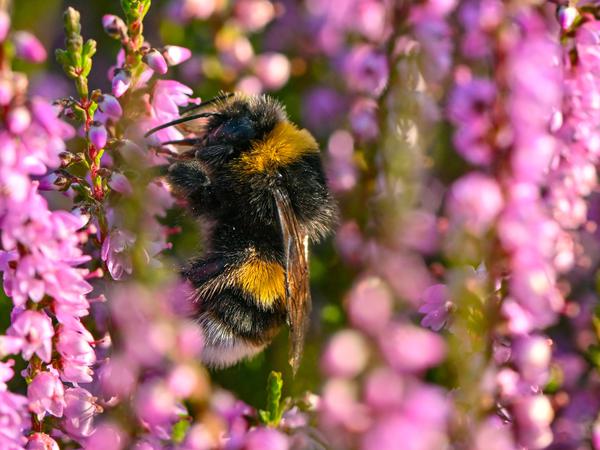 Eine Hummel sucht Nektar in der blühenden Heide.