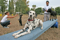 Angenehme Partner. Training in der Hundeschule, Voraussetzung für den künftigen Hundeführerschein in Berlin.