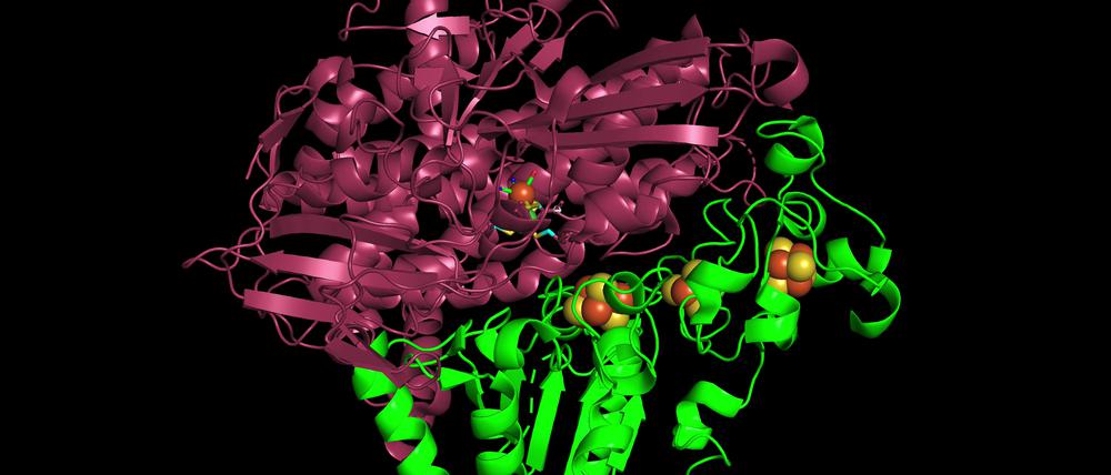 Simulation des Enzyms Hydrogenase.