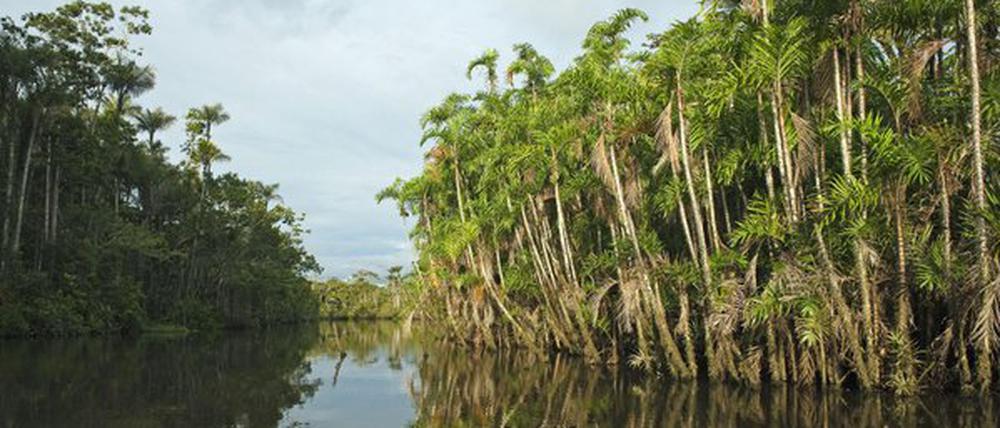 Der Igapo-Wald ist ein Teil des Amazonas-Regenwaldes zwischen Peru und Ekuador. 
