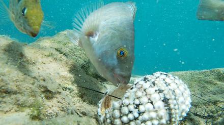 Fische fressen einen Seeigel im Mittelmeer (undatierte Aufnahme).
