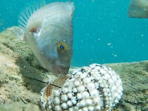 Fische fressen einen Seeigel im Mittelmeer (undatierte Aufnahme).