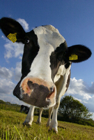 Die europäischen Bauern sind die größten Milchproduzenten der Welt.
