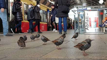 Zug-Vögel auf dem S-Bahnsteig am Alexanderplatz.