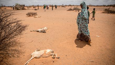 Viele Menschen in der betroffenen Region haben wegen der Dürre ihr Vieh verloren.