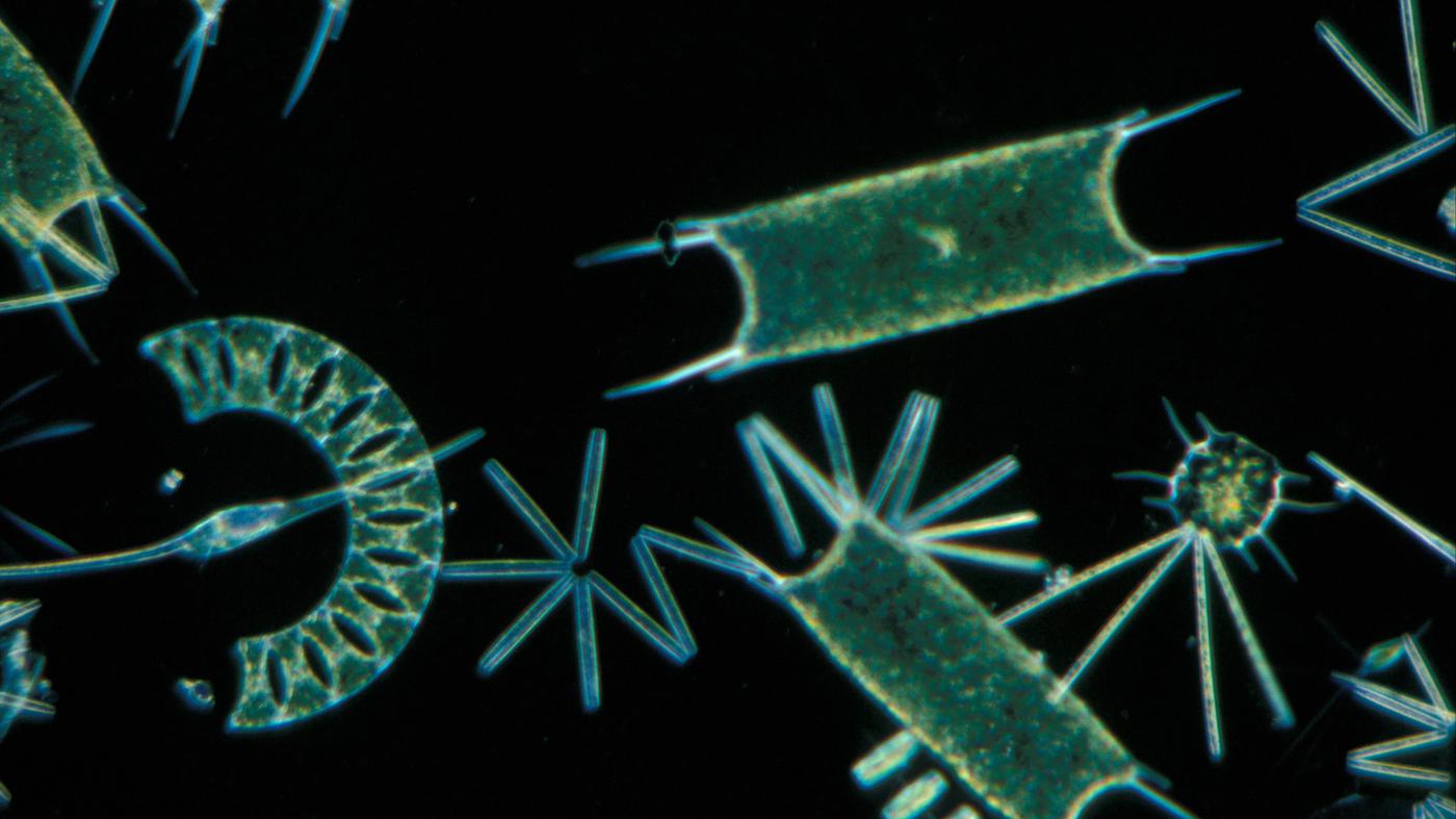 Фитопланктон вес. Сапробность фитопланктон. Фитопланктон водоросли. Фитопланктон - серрация саллинария. Кокколитрофы фитопланктон.