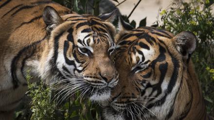Zwei Hinterindische Tiger, auch Indochina-Tiger genannt, im Tierpark Berlin-Friedrichsfelde