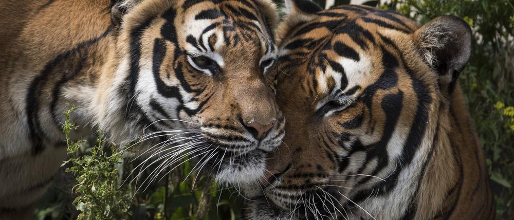 Zwei Hinterindische Tiger, auch Indochina-Tiger genannt, im Tierpark Berlin-Friedrichsfelde