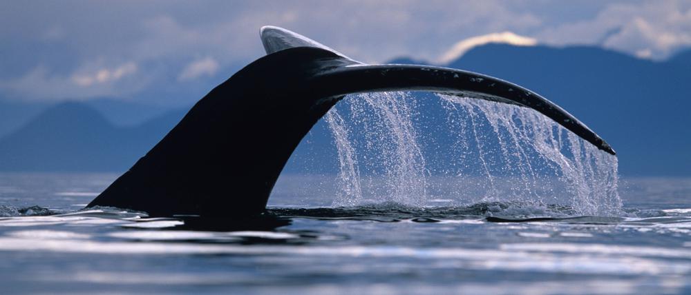 Um die Luft lange anhalten und so lange unter Wasser bleiben zu können, senken Wale ihren Energieverbrauch unter Wasser drastisch. 