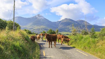 Kühe im Killarney National Park im irischen County Kerry.