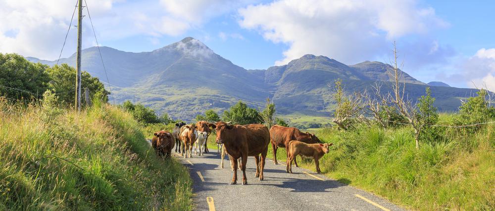Kühe im Killarney National Park im irischen County Kerry.