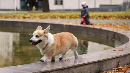 Berliner Hunde dürfen die bis 2022 gültige Marke ein Jahr länger tragen.
