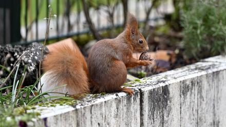 Ein Eichhörnchen mit einer Walnuss in einem Garten. Eichhörnchen halten keinen Winterschlaf, sondern nur Winterruhe, die sie täglich zur Nahrungsaufnahme für ein bis zwei Stunden unterbrechen. Gartenbesitzer können die Tiere unterstützen, indem Früchte tragende Bäume und Sträucher wie die Hasel pflanzen. Themenbild, Symbolbild Frechen, 20.12.2022 NRW Deutschland *** A squirrel with a walnut in a garden Squirrels do not hibernate, but only hibernate, which they interrupt for one to two hours each day to feed. Garden owners can support the animals by planting fruit-bearing trees and shrubs such as the hazel Topic image, symbol image Frechen, 20 12 2022 NRW Germany Copyright: xDwixAnoraganingrumx 