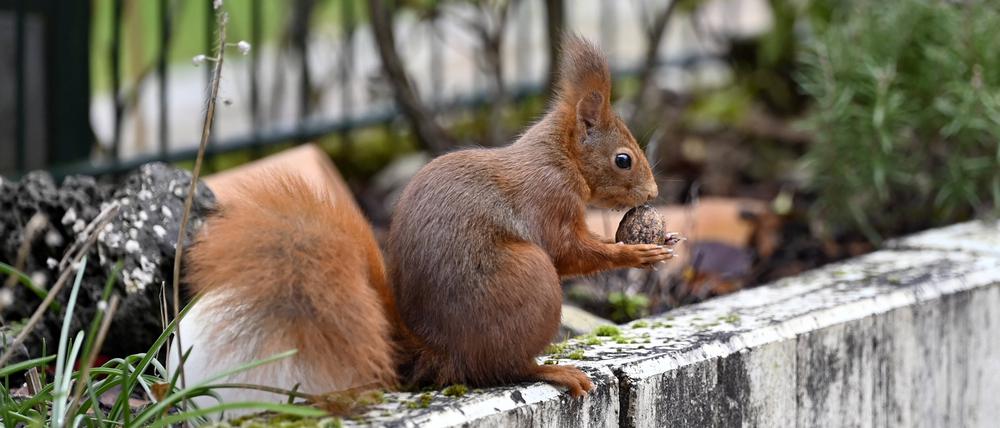 Ein Eichhörnchen mit einer Walnuss in einem Garten.