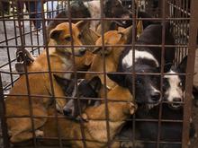 Sofortiges Verkaufsverbot : Berüchtigter Markt in Indonesien stellt Handel mit Hunde- und Katzenfleisch ein 