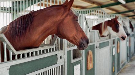 Die Preise für Tierarztbehandlungen sind gestiegen, auch bei Pferden. 