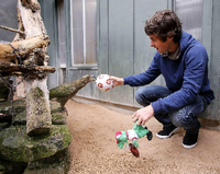 Zwei Neuseeländer unter sich: VfB-Spieler Marco Rojas (r.) und dieser Kea (eine neuseeländische Papageien-Art) spielen im Stuttgarter Zoo.