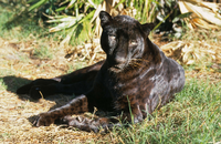 Tiefenentspannt. Schwarze Panther sind auf Java zu Hause. Fällt das Licht besonders günstig, sieht man im Fell das typische Rosetten-Muster.