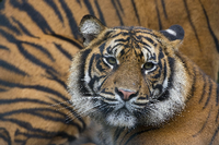 Der Sumatra-Tiger ist vom Aussterben bedroht.