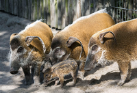 Glückliche Pinselohrschweine im Berliner Zoo.