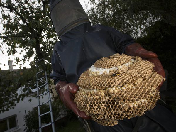 Meldepflichtig und invasiv: Asiatische Hornisse breitet sich in ...