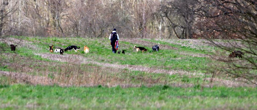 Hunde im Landschaftsschutzgebiet Blankenfelde.