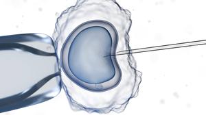 Wenn es auf natürlichem Weg nicht klappt, kann eine In-vitro-Fertilisation (IVF) einen  Kinderwunsch ermöglichen.