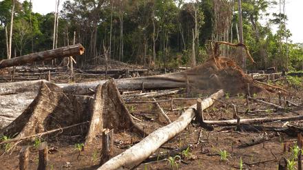 Jüngste Untersuchungen zeigen, dass REDD+-Projekte, darunter auch einige in Peru, die Entwaldung nicht wirksam verlangsamt haben und daher ihr Versprechen, die Kohlenstoffemissionen auszugleichen, nicht erfüllt haben (Bild zeigt die Abholzung und Rodung des Tieflandregenwaldes in Madre de Dios, Peru).