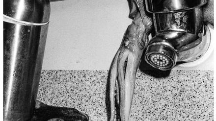 Das Foto von Josephine Pryde „Cabinets (14), 2019/24“ zeigt einen toten Oktopus im Waschbecken einer Flugzeugtoilette.