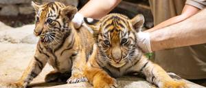 Die zwei kleinen Tigerkatzen im Tierpark.